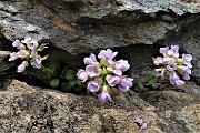 73 Fiori di thlaspi rotundifolium tra le rocce